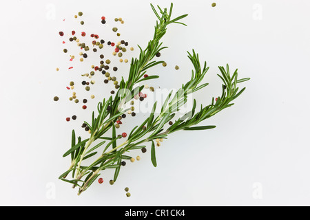 Freschi rosmarino (Rosmarinus officinalis), con pepe rosso e nero Foto Stock