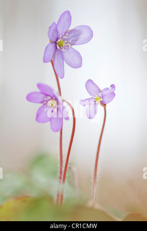 Comune, Hepatica liverwort, kidneywort, centella) (Hepatica nobilis) in controluce Foto Stock