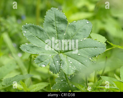 Lady del mantello / Alchemilla Frauenmantel / Foto Stock