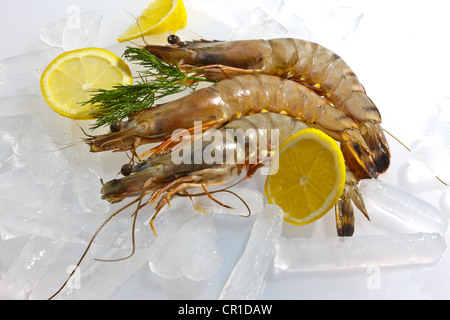 Materie Black Tiger boreale (Penaeus monodon), gamberetti con limone, insalata e aneto su ghiaccio, pronto per la preparazione Foto Stock