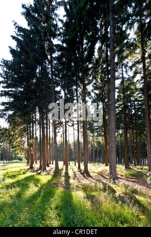 Foresta con alberi di pino in controluce Foto Stock