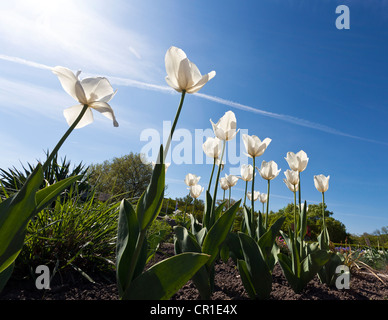 Tulipani bianco (Tulipa) contro un cielo blu Foto Stock