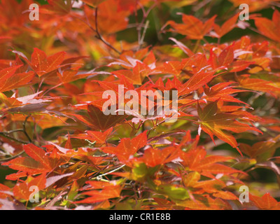 Roverella acero giapponese / Acer japonicum / Japanischer Ahorn Foto Stock