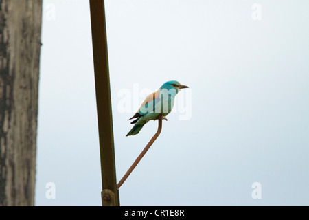 ROLLER ( CORACIAS GARRULUS) MOLTO RARO MIGRANT UCCELLO AL REGNO UNITO. È STATO L'UNICO NEL REGNO UNITO NEL 2012 Foto Stock