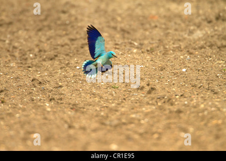 Rullo ( Coracias garrulus) Molto raro uccello di migranti. Era il SOLO NEL REGNO UNITO NEL 2012 Foto Stock