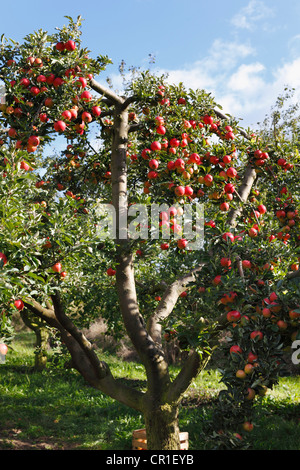 Mele mature su alberi di mele, Oberschwarzach, Steigerwald, bassa Franconia, Franconia, Baviera, Germania, Europa Foto Stock