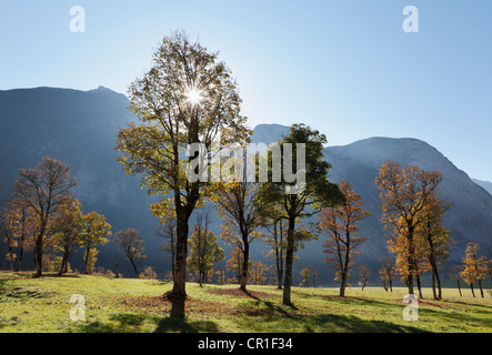 Alberi autunnali, acero di monte (Acer pseudoplatanus), Grosser Ahornboden, pascolo con alberi di acero, Eng-Tal valley, Risstal Foto Stock