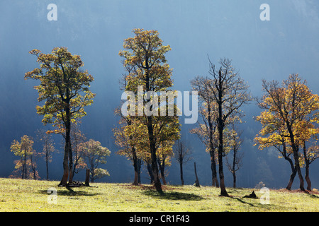 Alberi autunnali, acero di monte (Acer pseudoplatanus), Grosser Ahornboden, pascolo con alberi di acero, Eng-Tal valley, Risstal Foto Stock