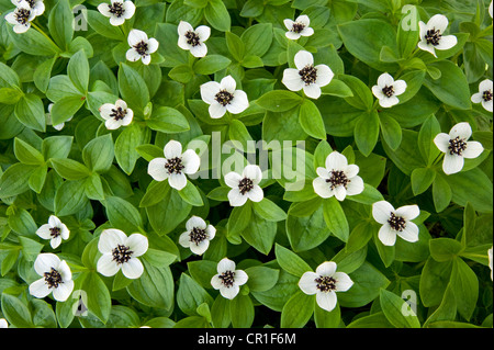 Corniolo svedese o Bunchberry (Cornus suecica), Norvegia, Scandinavia, Europa Foto Stock