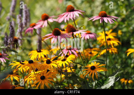 Orientale coneflower viola o Purple coneflower (Echinacea purpurea), pianta medicinale, Geretsried, Baviera, Germania, Europa Foto Stock