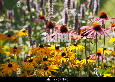 Orientale coneflower viola o Purple coneflower (Echinacea purpurea), pianta medicinale, Geretsried, Baviera, Germania, Europa Foto Stock