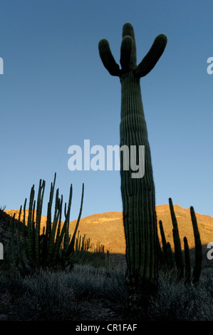 Cactus Saguaro (Carnegiea gigantea), organo a canne Cactus monumento nazionale, Arizona, Stati Uniti d'America, America Foto Stock