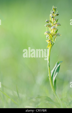 Frog Orchid o Long-Bracted verde (orchidee Coeloglossum viride) Foto Stock