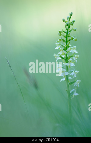 Maggiore Butterfly-ORCHIDEA (Platanthera chlorantha) Foto Stock