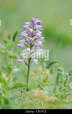 Orchidea militare (Orchis militaris) Foto Stock