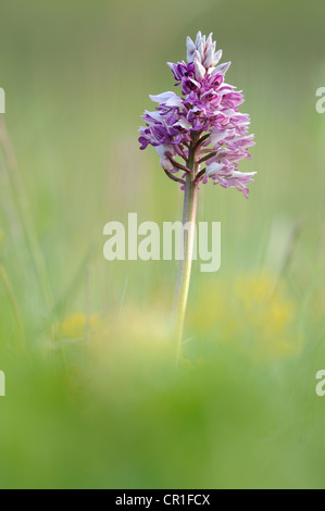 Orchidea militare (Orchis militaris), Leutratal, Jena, Turingia, Germania, Europa Foto Stock