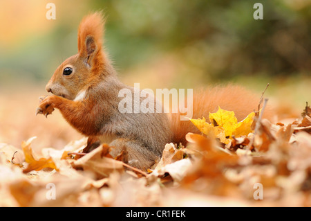 Scoiattolo (Sciurus vulgaris) in autunno in cerca di cibo Foto Stock