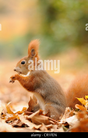 Scoiattolo (Sciurus vulgaris) in autunno in cerca di cibo Foto Stock