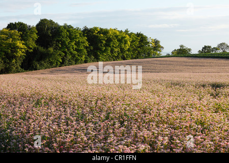 Comune di grano saraceno (Fagopyrum esculentum), vicino Leobendorf, Weinviertel, Vino trimestre, Austria Inferiore, Austria, Europa Foto Stock