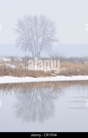 Lanca del fiume Elba in inverno a Gerwisch vicino a Magdeburgo, Sassonia-Anhalt, Germania, Europa Foto Stock