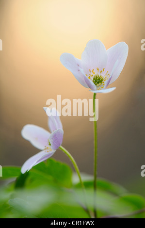 Legno (Anemone Anemone nemorosa ,) nella foresta Auwald vicino a Leipzig, in Sassonia, Germania, Europa Foto Stock