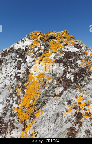 Roccia con licheni, Penisola di Inishowen, County Donegal, Irlanda Isole britanniche, Europa Foto Stock