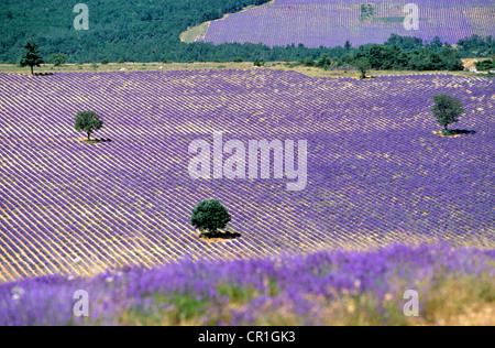 Francia, Vaucluse, campo di lavanda vicino a Saint Christol, Plateau de Sault Foto Stock