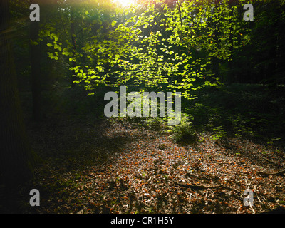 Sole che splende attraverso foglie in foresta Foto Stock