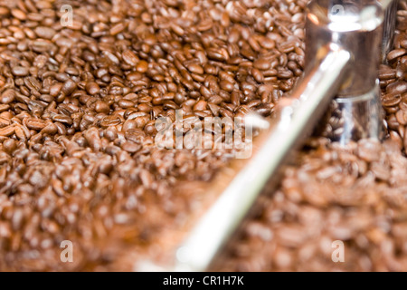 I chicchi di caffè pronto per la tostatura Foto Stock