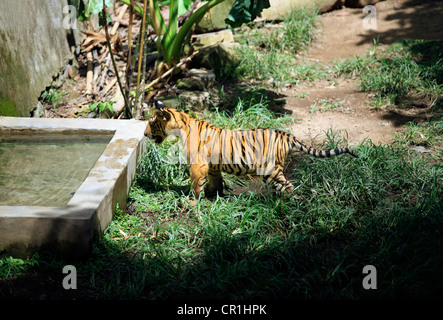 Piccola tigre indiana in zoo. Bali. Indonesia Foto Stock