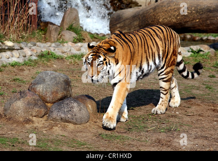 Tiger con la bocca aperta che mostra i denti. Zoo di Mosca Foto Stock