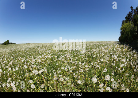 Prato con tarassaco teste di seme, Herzogenreuth, piccola Svizzera, Alta Franconia, Franconia, Baviera, Germania, Europa Foto Stock