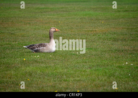 Solitaria oca graylag seduto su erba, lato su Vista Foto Stock