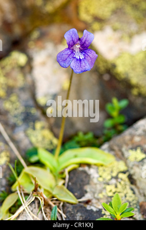 Spagna, Aragona, 1807-2007 Candolle spedizione tutto Pirenei sulle orme del botanico ginevrino Augustin Pyramus Foto Stock