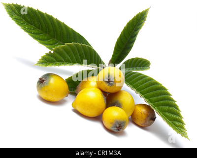 Nespole del Giappone, Eriobotrya japonica, è un albero da frutto della famiglia delle Rosaceae, Foto Stock