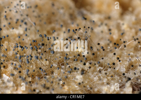 Pane stampo sotto un microscopio, muffa bianca, funghi (Mucor sp.), Germania, Europa Foto Stock