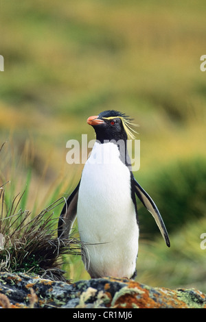 Western pinguino saltaroccia (Eudyptes chrysocome), Isole Falkland, Sud America, sub antartiche Foto Stock