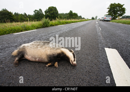 Run-oltre il tasso (Meles meles) su una strada, Smaland, sud della Svezia, Europa Foto Stock