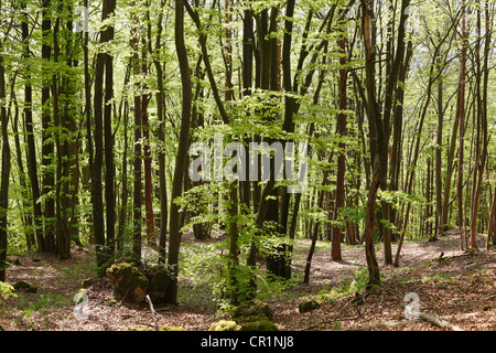 Foresta di faggio in primavera, Svizzera della Franconia, Alta Franconia, Franconia, Baviera, Germania, Europa Foto Stock