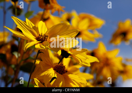 Carciofo di Gerusalemme, terra di Apple o di topinambour (Helianthus tuberosus) Foto Stock