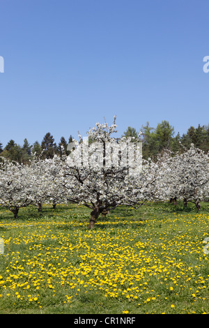 La fioritura dei ciliegi, ciliegio selvatico, ciliegio dolce (Prunus avium), Wohlmannsgesees, comune di Wiesenttal Foto Stock