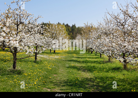 La fioritura dei ciliegi, ciliegio selvatico, ciliegio dolce (Prunus avium), Wohlmannsgesees, comune di Wiesenttal Foto Stock