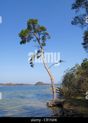 Di pino silvestre (Pinus sylvestris), il lago Grosser Ostersee, Osterseen laghi, Iffeldorf, area Fuenfseenland, Alta Baviera, Baviera Foto Stock