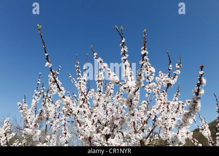 Albero di albicocche in fiore, fioritura albicocca tree (Prunus armeniaca), valle di Wachau, Austria Inferiore, Austria, Europa Foto Stock