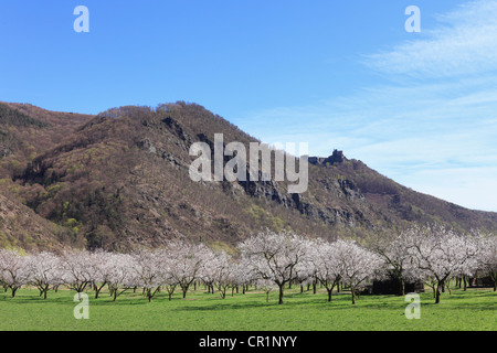 Albicocche frutteti in fiore, fioritura albicocco (Prunus armeniaca), il castello di Aggstein rovina sul retro, valle di Wachau Foto Stock