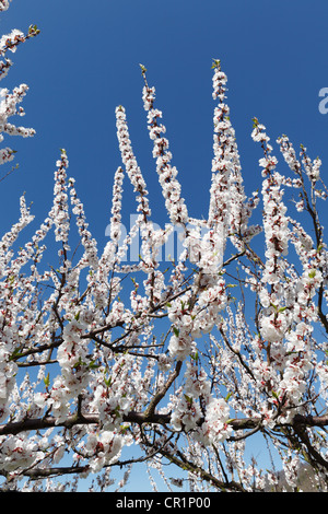Albero di albicocche in fiore, fioritura albicocca tree (Prunus armeniaca), valle di Wachau, Austria Inferiore, Austria, Europa Foto Stock