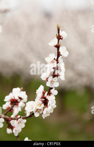 Fiori di albicocca, fioritura il ramo di un albero di albicocche (Prunus armeniaca), valle di Wachau, regione Waldviertel, Austria inferiore Foto Stock