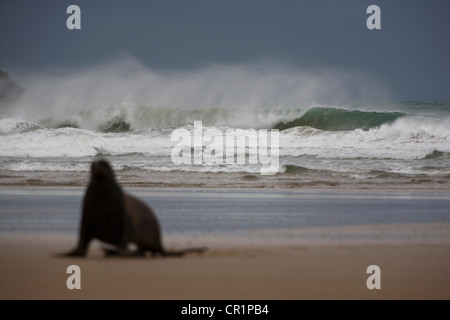 Sea Lion camminando sulla spiaggia Foto Stock