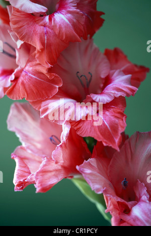 Bella Gladiolus. Macro studio shot close-up Foto Stock