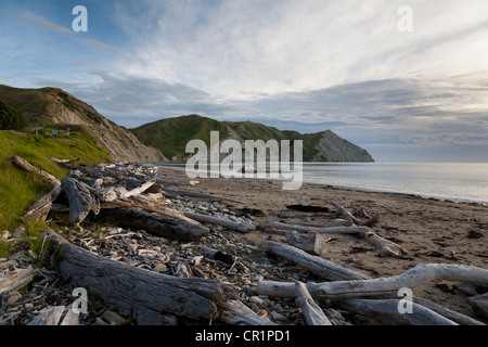 Registri e driftwood sulla spiaggia sabbiosa Foto Stock